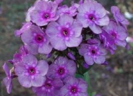 phlox-‘aleksandr-oleshko‘-3-247x247 (1)